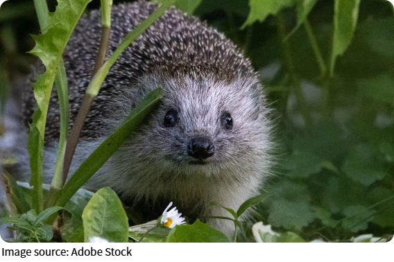 Why Hedgehogs Curl Up
