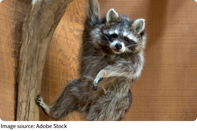 Tài bới rác của gấu mèo