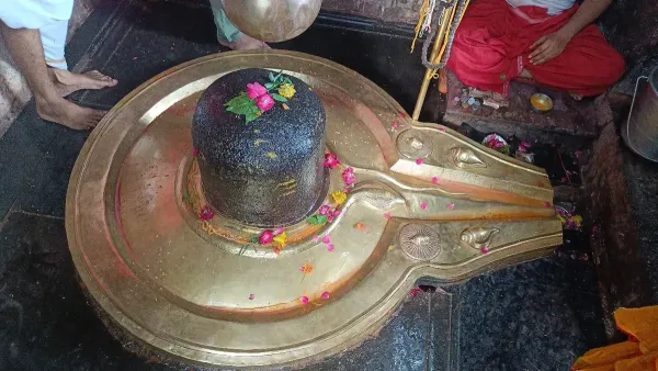 Importance of placing Shami leaf on Shivling on Dussehra: What is religious and spiritual secret? Importance of placing Shami leaf on Shivling on Dussehra: What is religious and spiritual secret?