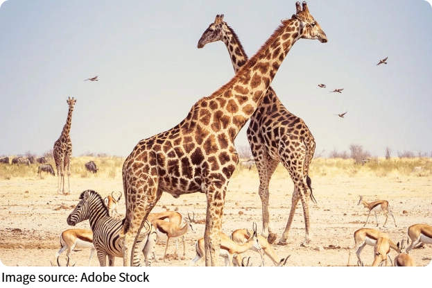 Fascinating Giraffe Facts