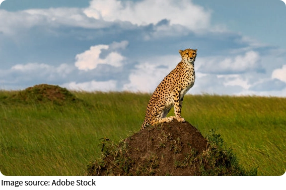 Leopard on Rock