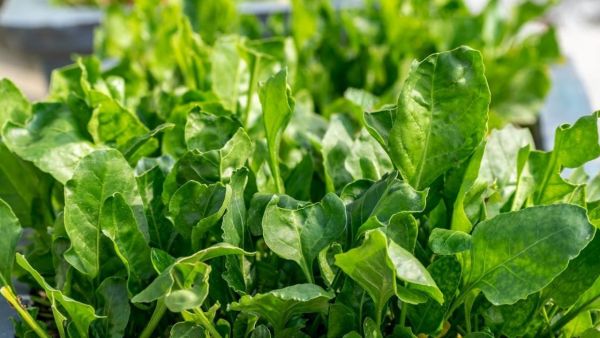 Spinach planting at home
