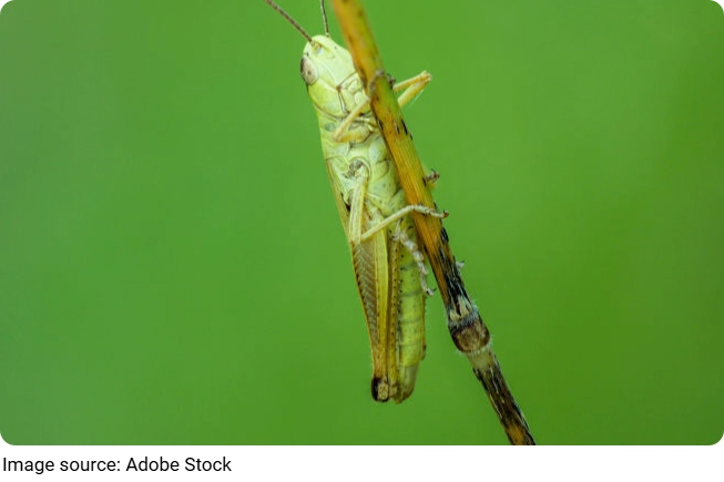 Fakta Unik Belalang