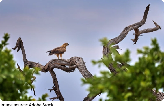 Tierische Baukünstler