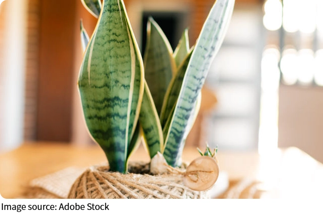 Top Indoor Plants