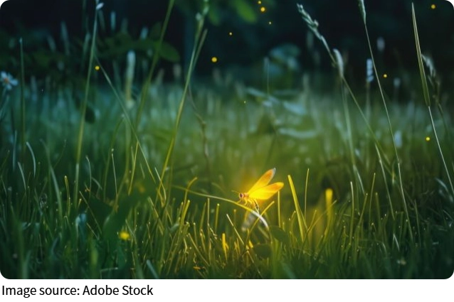 Karanlıktaki Işık