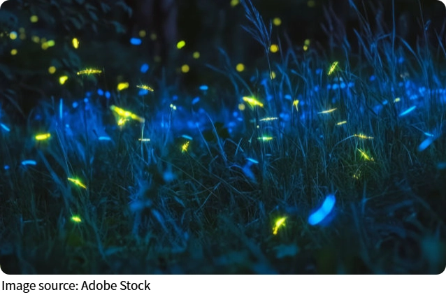 O segredo dos vaga-lumes