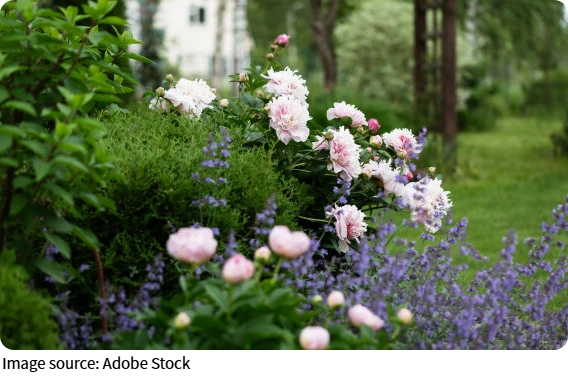 Os segredos das plantas!