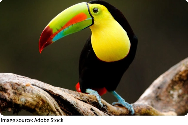 Rainbow Beak Birds