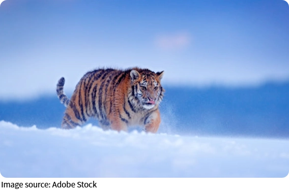 Majestic Snow Hunter
