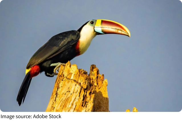 Rainbow Beak Birds