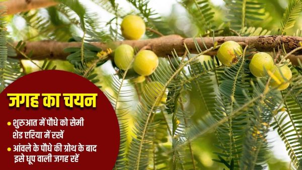 Amla Planting