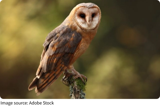Lives of Nocturnal Animals