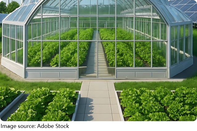 A fazenda que veio do vulcão