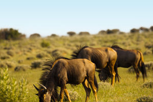 Animal Migration