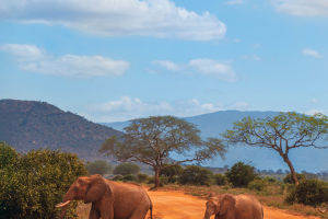 The Elephant's Great Trek