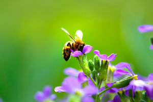 Protecting Pollinators