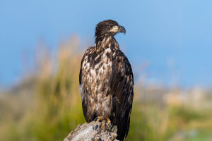 The Eagle's Symbolism