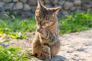 Anxiety in Animals