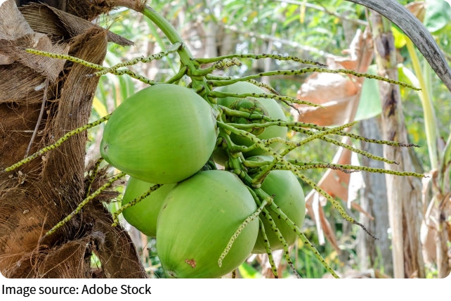 Mini kiwi: recoltă bogată