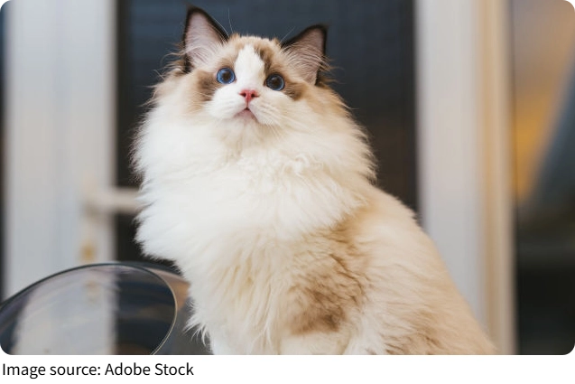 Depresión en Mascotas