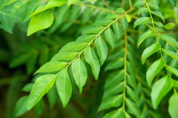 Curry Leaves Curry Leaves