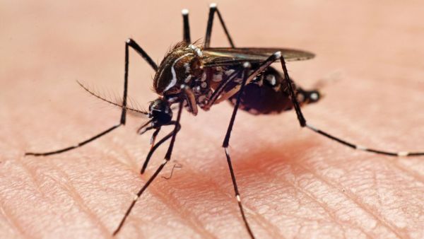 Dengue also affects the liver, if you see these symptoms then get treated.