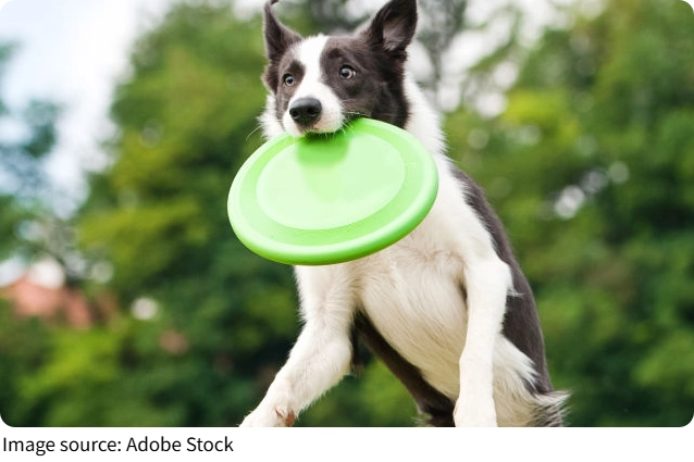 Frisbee Total