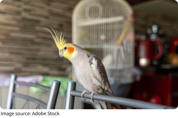 Kebersihan Kandang Burung