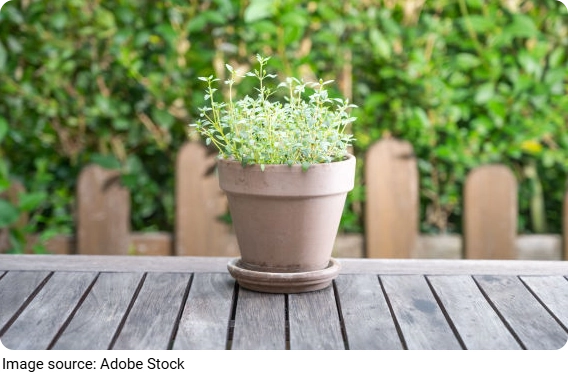 Common Herbs and Their Uses