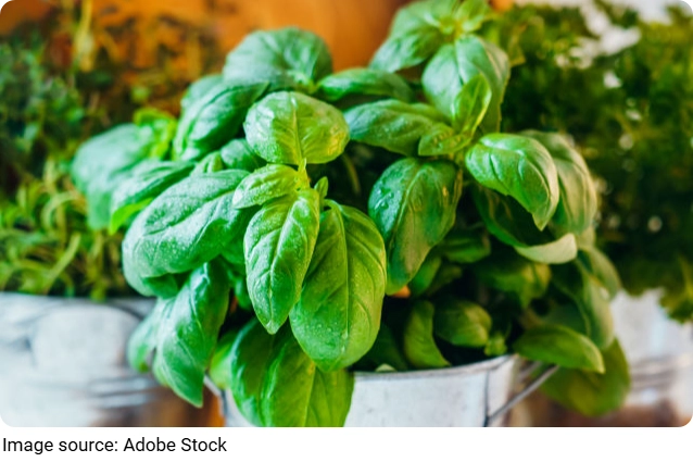 Trồng các loại thảo mộc tươi