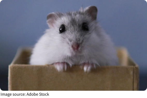 Fotos de Mascotas Únicas