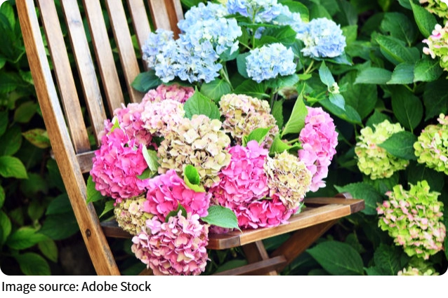 Les fleurs de hortensia