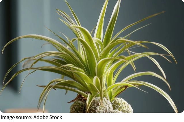 Счастливый хлорофитум дома