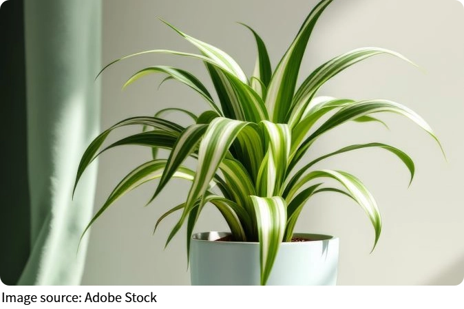 Счастливый хлорофитум дома