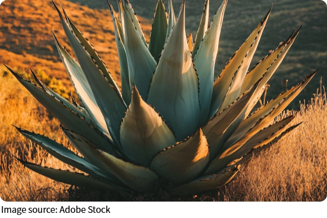 Агава: красота и стойкость