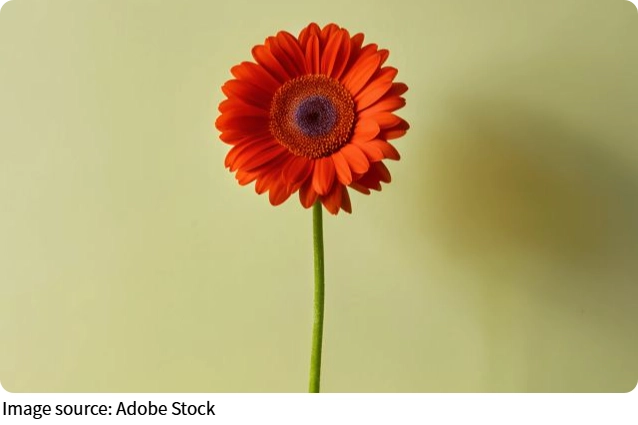 Gerbera Life Bloom