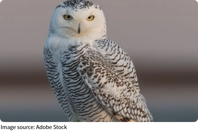 Cú tuyết Bắc Cực