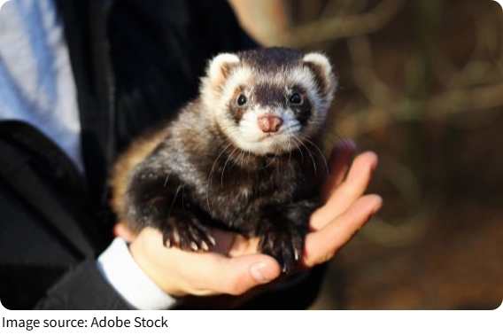 Кража по-хорьковски