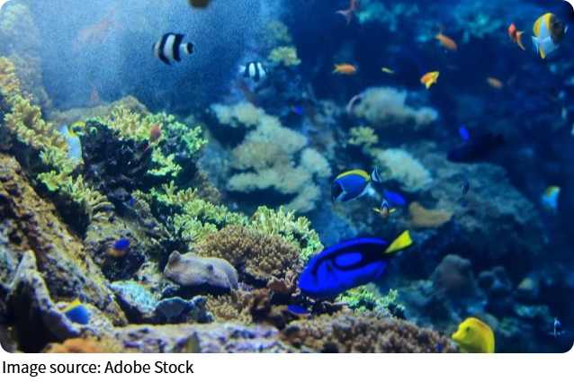 Underwater Refraction