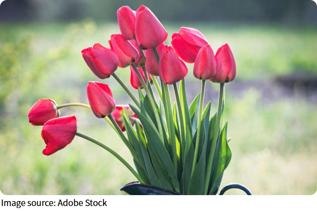 Keindahan Tullip Merah