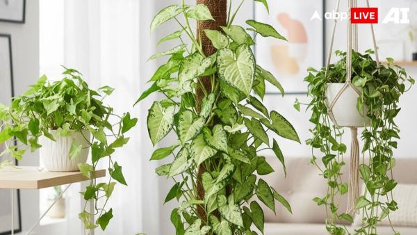 (Image Source: ABPLIVE AI)