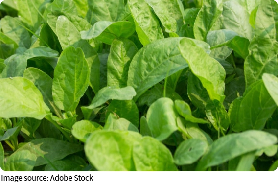 Овощи спасают сердце