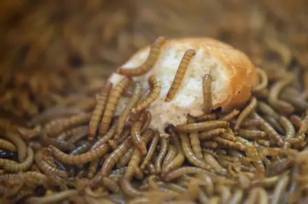 Biar Irit Warga China Kini Makan Ulat, Sebut Rasanya Mirip Kacang Almond