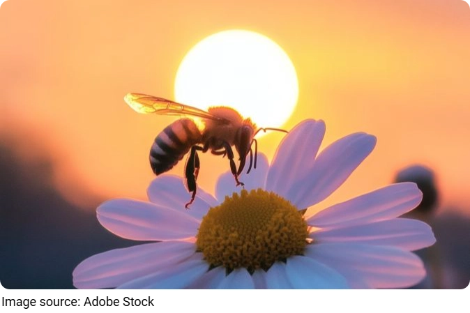 Arıların Sessiz Dansı