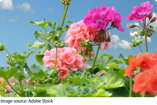 Tiny Tech, Big Plant Defense