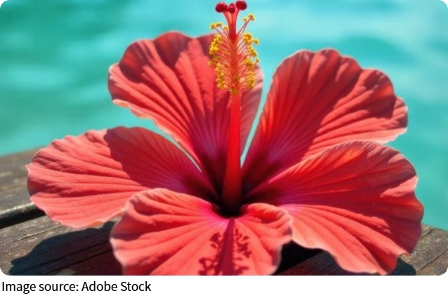 Hibiskus Magie
