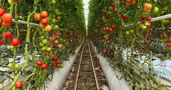 Jadi Petani di Australia, Adik-Kakak Ini Raup Lebih dari Rp 54 Juta Sebulan! Jadi Petani di Australia, Adik-Kakak Ini Raup Lebih dari Rp 54 Juta Sebulan!