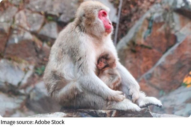 Doğanın Mimarları