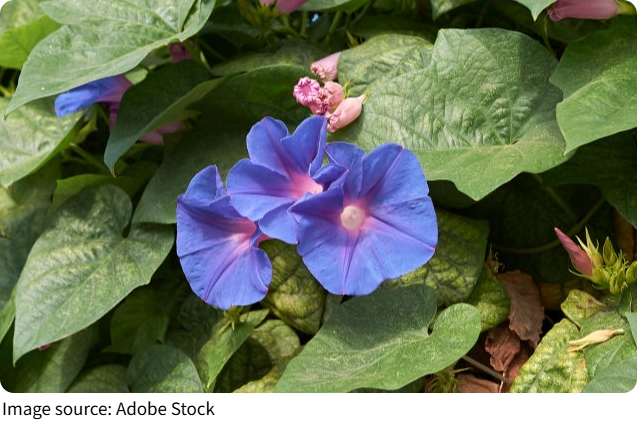 Evde Menekşe Bakımı